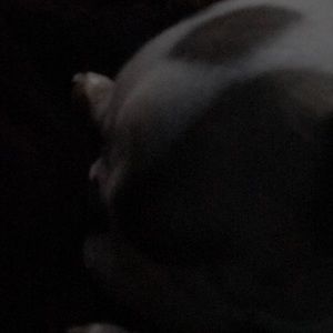 Meet your Posher, Deann